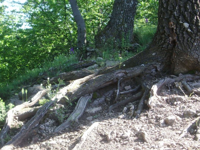 Mennyire nehéz a Vadálló-kövek túra?